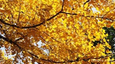 秋天，金凤花的叶子在风中摇曳